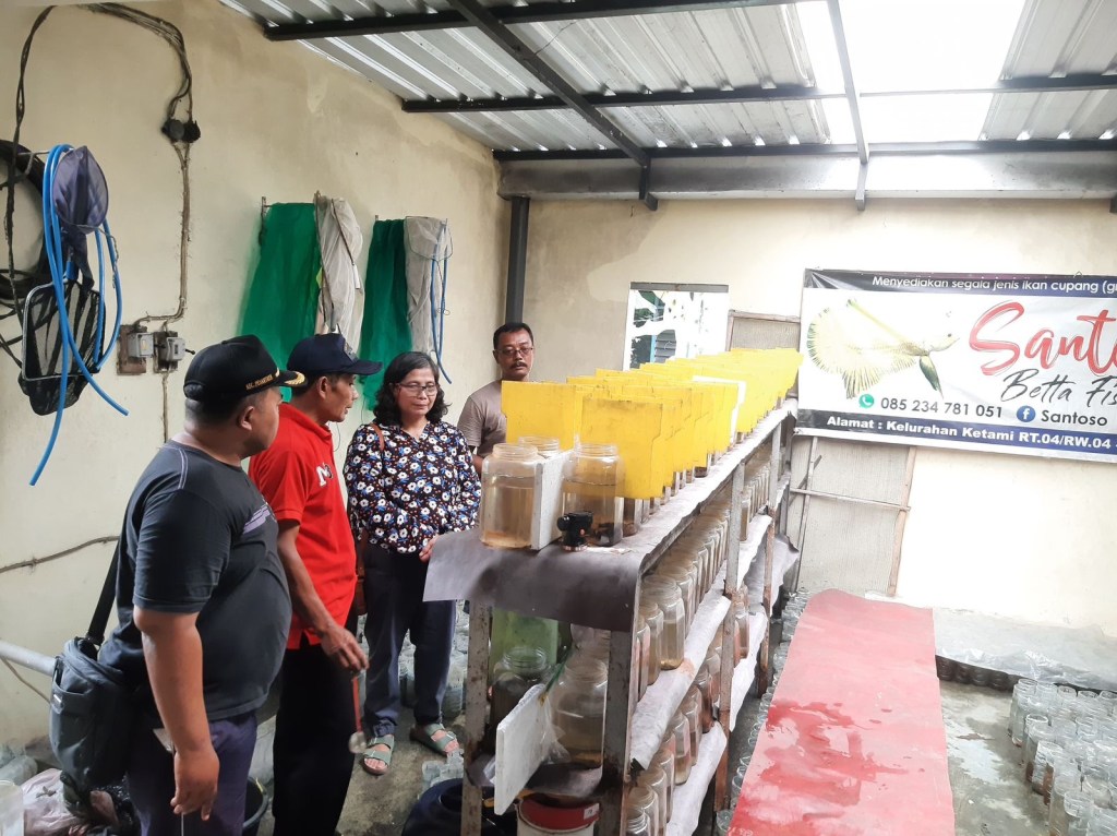 Zanariah Berburu Ikan Cupang di Kampung Keren Harmoni Betta&nbsp;Kediri