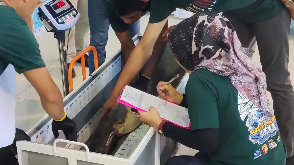 Melihat Kontes Ageng Agengan Lele Dinas Perikanan Kabupaten&nbsp;Kediri