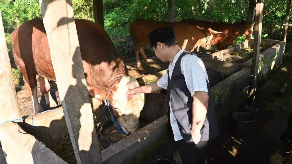 Sapi Simental Trenggalek Milik Warga Gembleb Jadi Hewan Kurban Presiden Prabowo&nbsp;Subianto