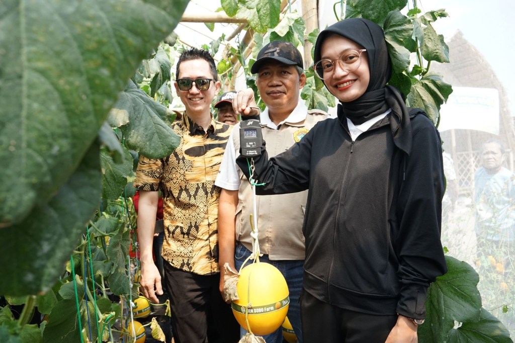 Mbak Vinanda Petik Melon Perdana di GEN SOBO Farm&nbsp;Burengan