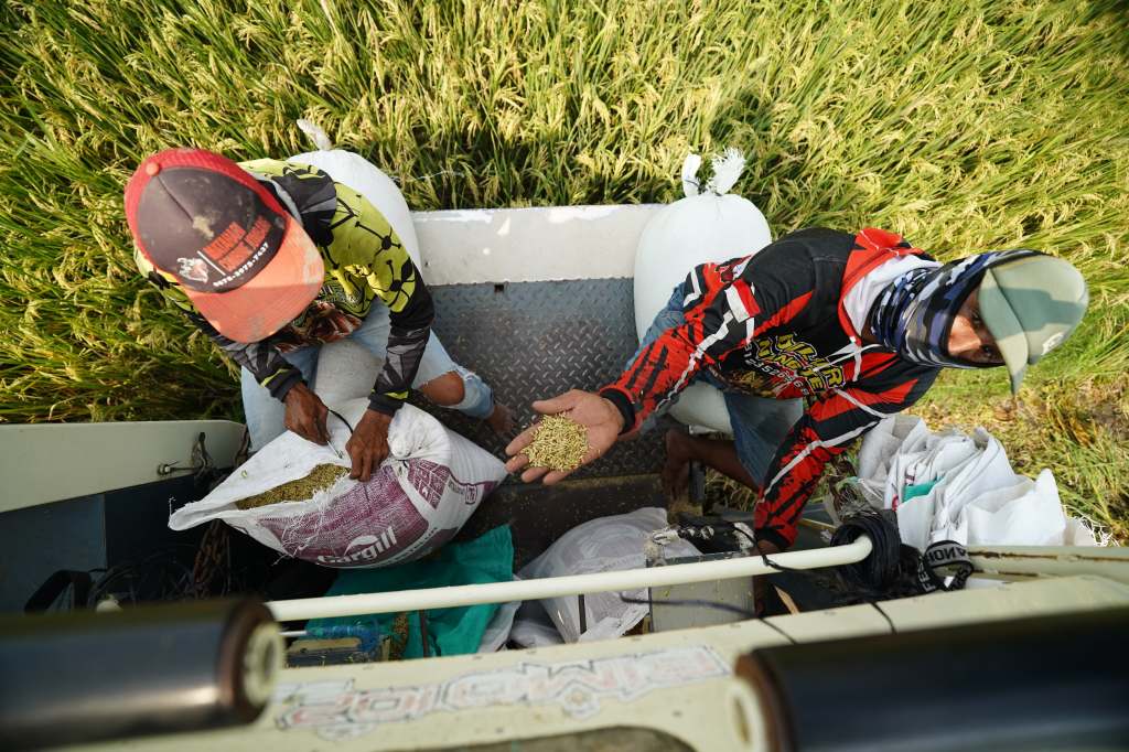 Rasakan Kenaikan Harga Gabah Berkat Terobosan Mas Dhito, Petani Kediri Kembali Bersemangat Tanam&nbsp;Padi