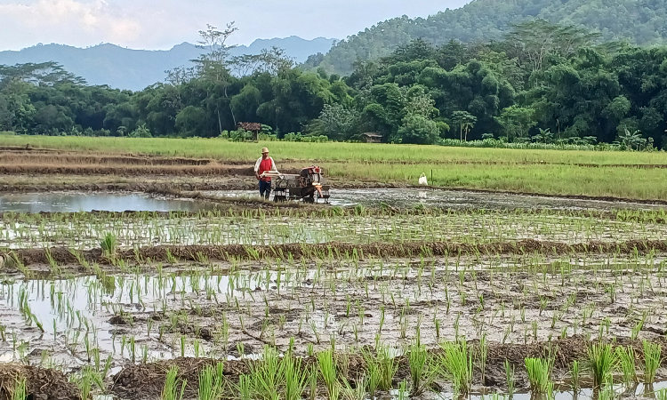Kemarau Basah Landa Trenggalek, Ratusan Hektare Sawah Terendam&nbsp;Banjir