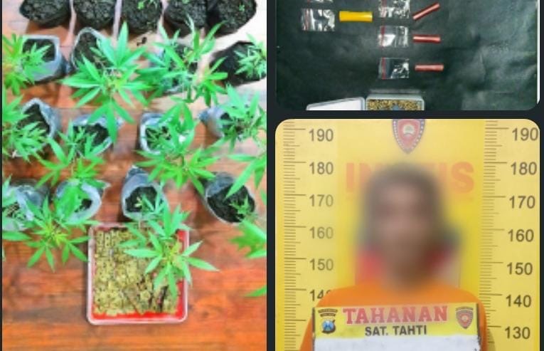 Bandar Sabu di Tumpang Malang Punya Budi Daya Ganja&nbsp;Sendiri