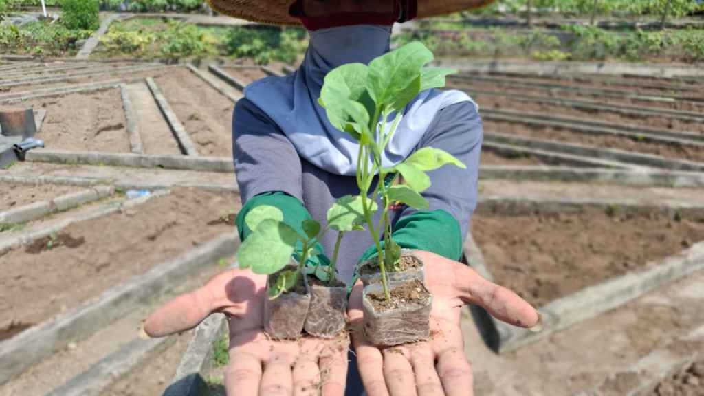 Lapas Kediri Ajak Narapidana Tanam Terong, Belajar jadi&nbsp;Petani
