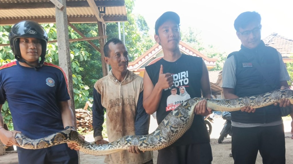 Ular Piton 4 Meter Masuk Area Kandang Ayam di Permukiman Warga Kediri