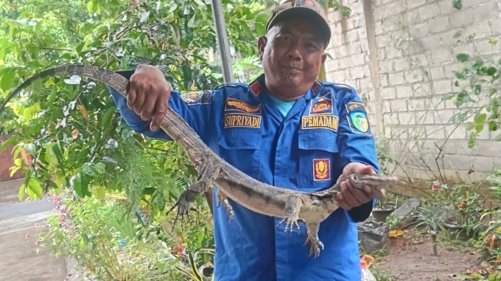 Biawak Naik Atap Rumah Warga di Pare Kediri, Sempat Bikin Heboh Penghuni