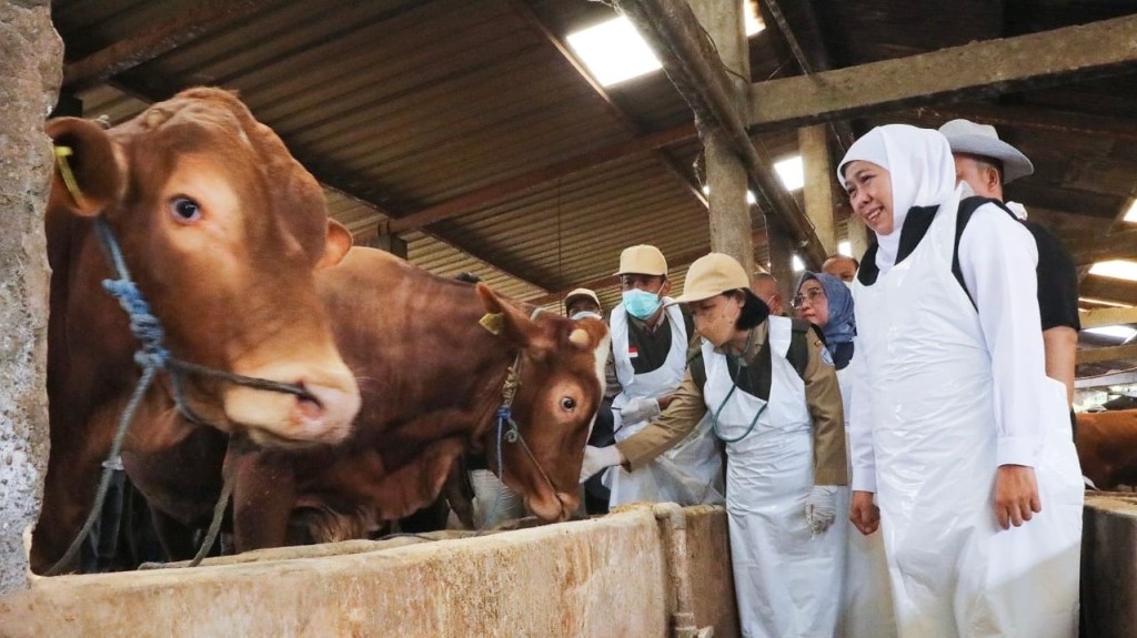 Khofifah Pastikan Stok Hewan Kurban di Jatim Surplus, SDM dan Infrastruktur Pemotongan&nbsp;Siap