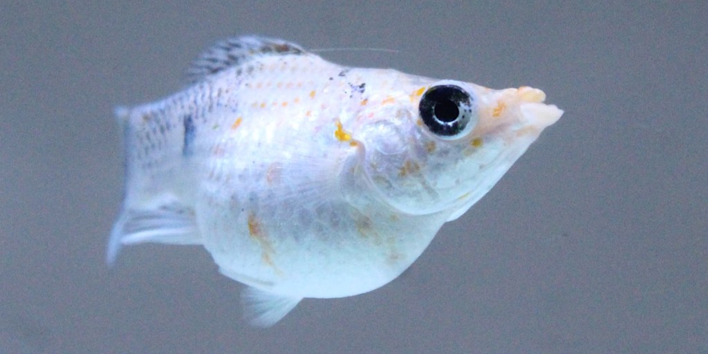 Tren Ikan Molly Melejit di Kediri, Dari Hobi Jadi Peluang Ekonomi&nbsp;Menjanjikan