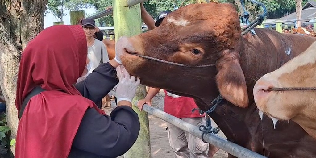 DKPP Pastikan Sapi Kurban di Kediri Bebas PMK dan LSD